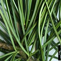 SpeciesSub: subsp. kwangtungensis